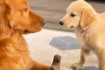 Cachorro quiere palo de Golden Retriever: ¡Su reacción no deja indiferente a nadie!