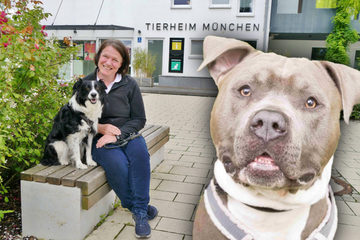München: Tierheim zieht Bilanz: Deshalb werden immer weniger Hunde adoptiert