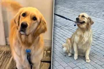 Golden Retriever freut sich auf Spaziergang: Draußen folgt der "ultimative Betrug"