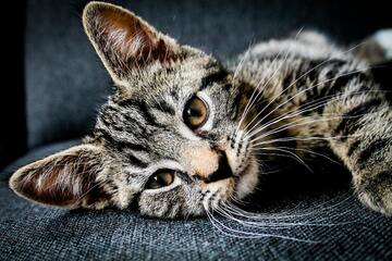 Schnurrhaare der Katze: Das solltest Du darüber wissen