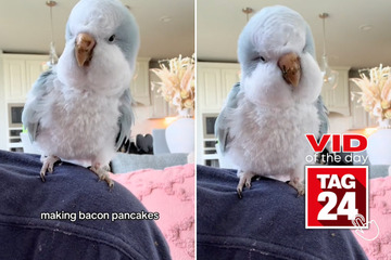 Viral Video of the Day for June 1, 2024: Bird goes bananas over bacon pancakes song!