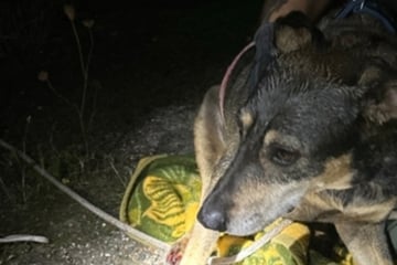 Nächtliche Rettungsaktion in Sachsen: Feuerwehr muss Hund aus misslicher Lage befreien