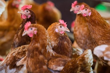 Vogelgrippe-Ausbruch in Sachsen: Tod für 80.000 Tiere unumgänglich