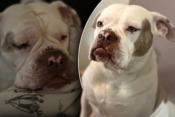 Verspielt und verschmust: Bulldogge Bonny sehnt sich nach liebevollen Menschen