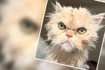 Krebs-Schock im Tierheim! Süßer Kater nach Kontaktanzeige plötzlich tot