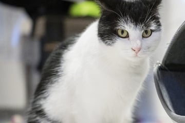 Zug-Katze Shila war sogar allein beim Friseur: Vermittlung steht kurz bevor