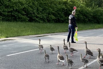 München: Bundespolizei stoppt für Vogelfamilie mehrmals den Verkehr