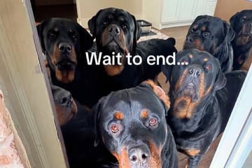 Mann hält sich neun Rottweiler: Wer noch bei ihnen wohnt, sorgt für offene Münder