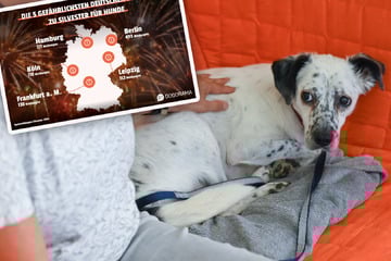 Leipzig: Laute Böller und Raketen zu Silvester: So viele Hunde sind deshalb in Leipzig schon abgehauen!