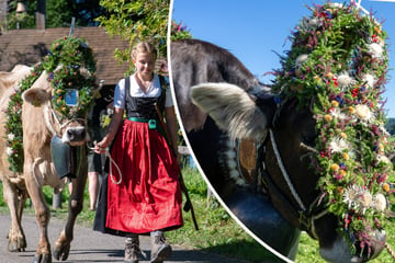 Almabtrieb! Hier zeigen sich Kühe von ihrer schönsten Seite