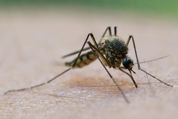 Ziehen Anti-Mückensprays die Blutsauger jetzt etwa an? Neues Experiment gibt Grund zur Sorge