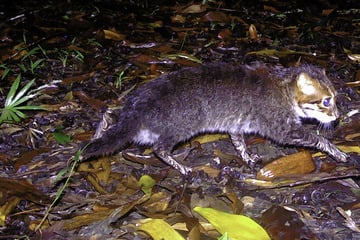 Elusive wild cat feared extinct has been rediscovered in Thailand!