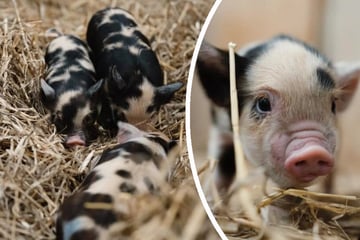 Sau-süß: Schweine-Nachwuchs stellt Tierpark auf den Kopf