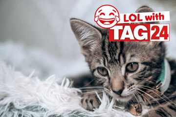 Joke of the Day for January 3, 2026: A cat funny for Caturday