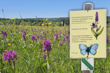 Bergwiesen treiben's jetzt bunt: Im Osterzgebirge sind viele seltene Pflanzen zu Hause