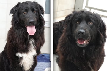 Was dieser süße Hund erlebt hat, ist schrecklich: Seinen Lebensmut lässt Pascar sich nicht nehmen