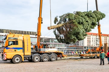 Dresden: Es wird schon wieder nach Weihnachtsbäumen gesucht