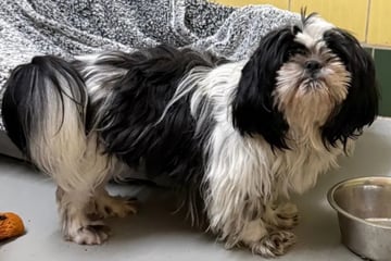Kleine Shih-Tzu-Dame aus schlechten Verhältnissen gerettet: Lotta ist ein wahrer Traumhund