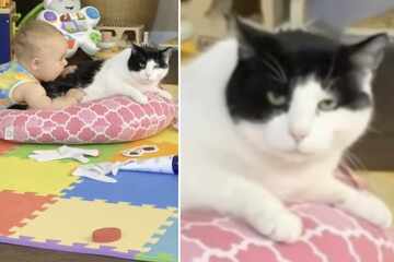 Cat isn't a fan of the new baby, but then suddenly everything changes