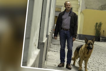 Peinlich-Start bei "Kommissar Rex": Schäferhund Capo mag jeden - Außer seinen Co-Star