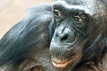 Frankfurt: Trauer im Zoo Frankfurt: Bonobo-Weibchen Margrit wurde über 70 Jahre alt