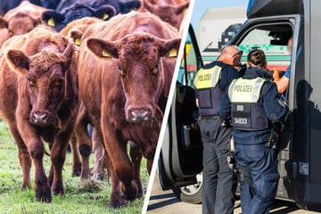 "Rinderwahnsinn" in Brandenburg: Polizei nimmt Viehdiebe auf A9 ins Visier