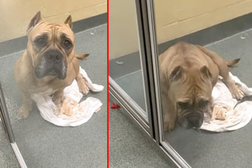 Dog's devastated reaction to being abandoned again is heart-shattering