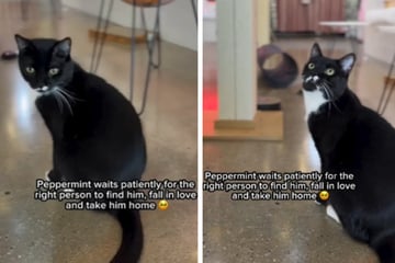 Katze vor der Einschläferung gerettet: Nun wartet diese Mieze auf ein neues Zuhause