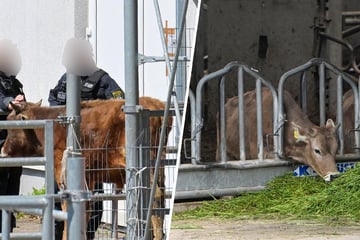 Nach Razzia in Halsbrücke: Was wird jetzt aus den "Reichsbürger"-Tieren?
