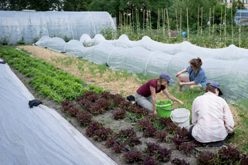 Leipzig: Neues Projekt in Leipzig und Dresden: So kann Urban Gardening in Städten funktionieren