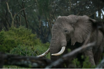 Safari wird zur Todesfalle: Reisende sterben bei brutaler Elefanten-Attacke