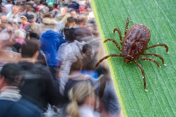 Immer mehr Sachsen bekommen gefährliche Erkrankung, nur eine Region bleibt die Ausnahme