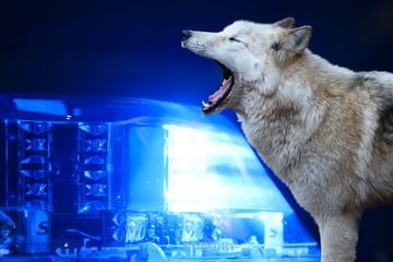 Wölfe: Wolf sorgt in Innenstadt für Aufsehen! Polizei mit Blaulicht im Einsatz