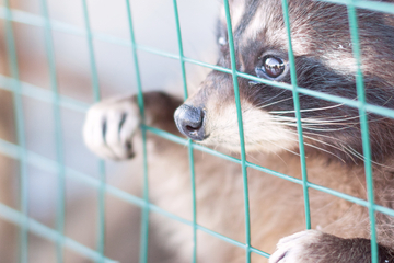 Waschbär stirbt in Tierfalle: Polizei ermittelt und sucht Zeugen