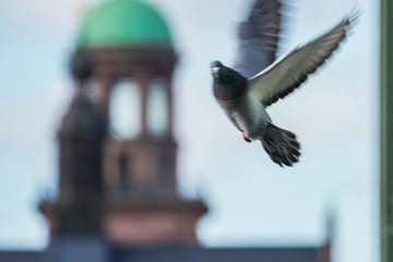 Frankfurt: Zu viele Tauben in Frankfurt? Jetzt prüft die Stadt auch diese Möglichkeit