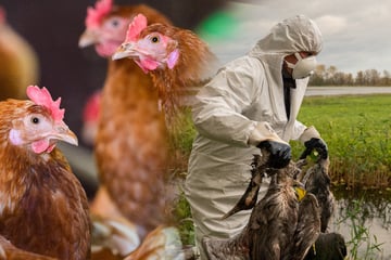 Vogelgrippe: Erster bekannter H5N5-Infizierter gestorben