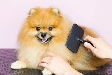 3 Top-Hundebürsten: Langhaar-Rassen werden sie lieben