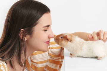 Willkommen daheim: Ein neues Meerschweinchen liebevoll eingewöhnen