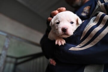 Berlin: Angebliche Tierschützer halten Hunde unter erbärmlichen Bedingungen