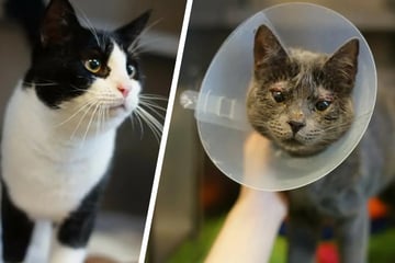 Sie sind beste Freunde: Diese Katzen suchen gemeinsam ein Zuhause