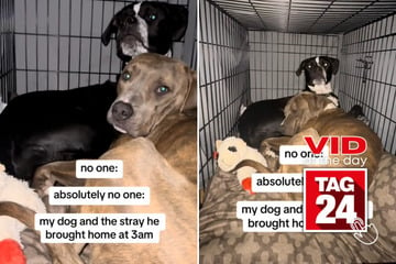 viral videos: Viral Video of the Day for February 25, 2025: Woman comes home to find dog cuddling with stray!