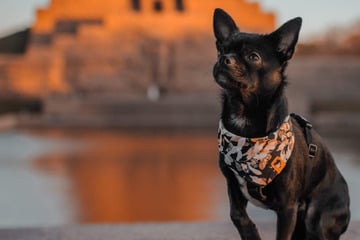 Zu laut, zu schnell, zu viel: Darum muss Mops-Mischling Pablo dringend raus aus der Stadt