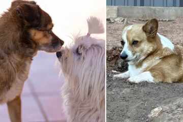 Dog sent to daycare to socialize prefers to sit in hole and "judge the peasants"