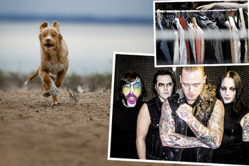 Leipzig: Offenes Tierheim, Industrial-Konzert und Herbstfest: Eure To-do-Liste für den Samstag