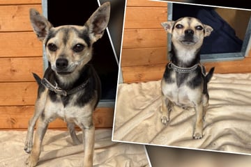 Kleiner Hund ist noch sehr jung, dennoch sitzt er schon im Tierheim