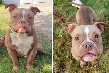 Hund Heinz hofft auf Happy End und htet
                          ein Geheimnis