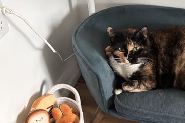 Eigene Couch und Mini-Teppich: Verwöhnteste Katze der Welt geht viral