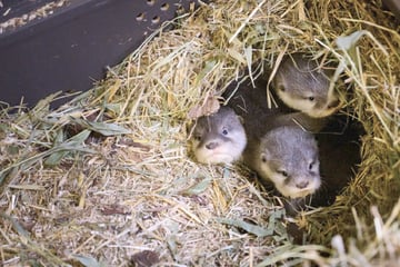 Ein Pfund Niedlichkeit: Süßes Otter-Quartett im Tierpark Berlin