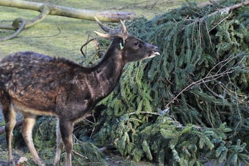 Chemnitz: Weihnachtliches Reste-Essen im Chemnitzer Tierpark