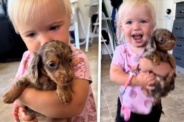 Kleines Mädchen trägt Dackel-Welpen: Was das Kind dann tut, lässt Herzen schmelzen